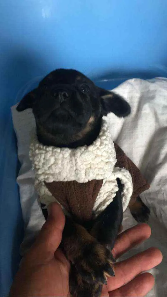 Cachorro raça Srd idade Abaixo de 2 meses nome TEO