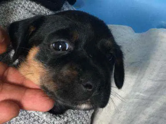 Cachorro raça Srd idade Abaixo de 2 meses nome TEO