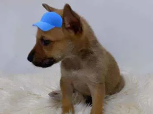 Cachorro raça SRD idade 2 a 6 meses nome Marlei