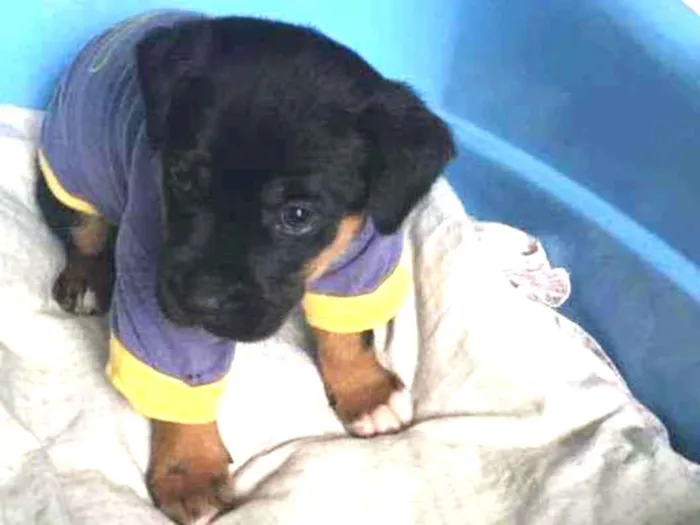 Cachorro raça Srd idade Abaixo de 2 meses nome Rock