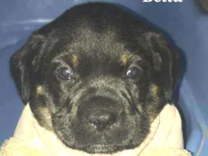 Cachorro raça SRD idade Abaixo de 2 meses nome Bella