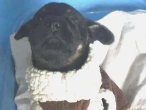 Cachorro raça Srd idade Abaixo de 2 meses nome TEO