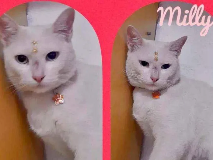 Gato raça SRD  idade Abaixo de 2 meses nome Lindos gatinhos 