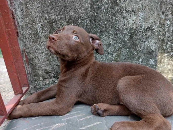 Cachorro ra a Vira Lata/Labrador  idade 2 a 6 meses nome Thor