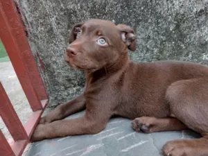 Cachorro raça Vira Lata/Labrador  idade 2 a 6 meses nome Thor
