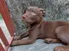 Cachorro raça Vira Lata/Labrador  idade 2 a 6 meses nome Thor