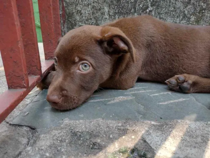 Cachorro ra a Vira Lata/Labrador  idade 2 a 6 meses nome Thor