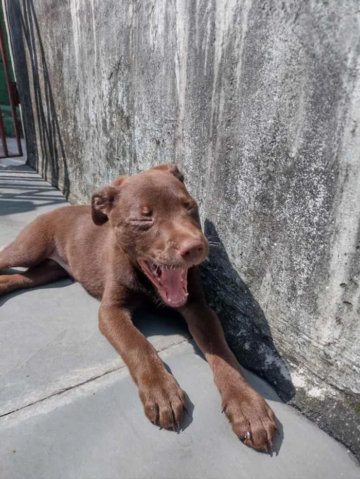 Cachorro ra a Vira Lata/Labrador  idade 2 a 6 meses nome Thor