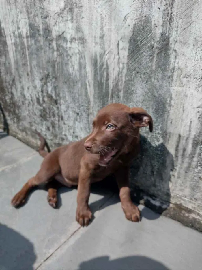 Cachorro ra a Vira Lata/Labrador  idade 2 a 6 meses nome Thor