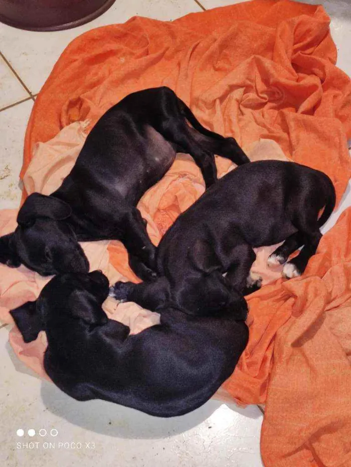 Cachorro ra a Vira lata idade 2 a 6 meses nome Pretinha , sofia , m