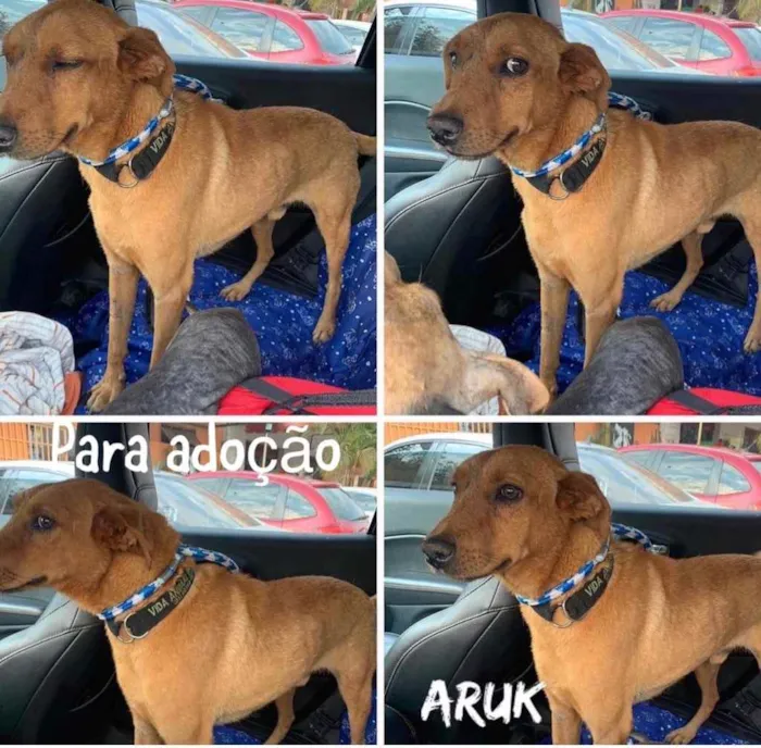 Cachorro ra a SRD idade 3 anos nome Aruk