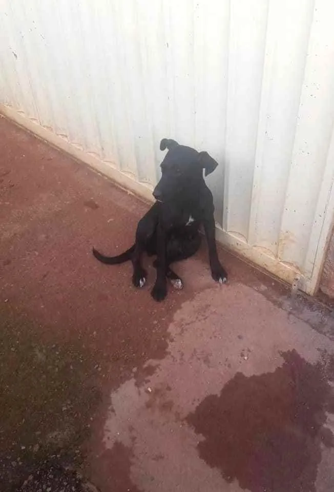 Cachorro ra a SRD idade 2 anos nome Jujuba