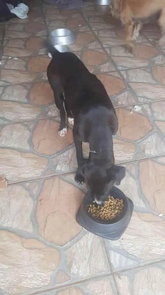 Cachorro ra a SRD idade 2 anos nome Jujuba