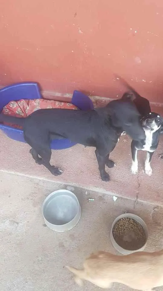 Cachorro ra a SRD idade 2 anos nome Jujuba