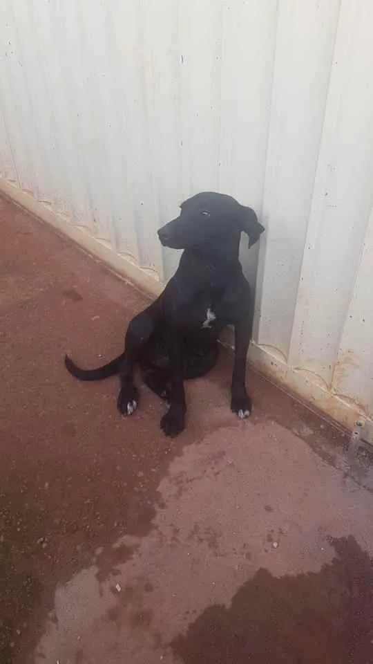 Cachorro ra a SRD idade 2 anos nome Jujuba