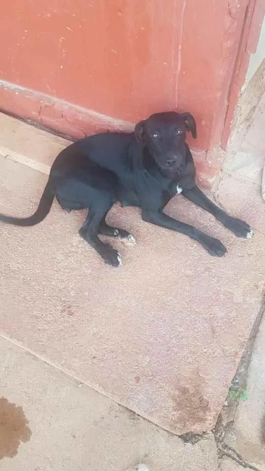 Cachorro ra a SRD idade 2 anos nome Jujuba