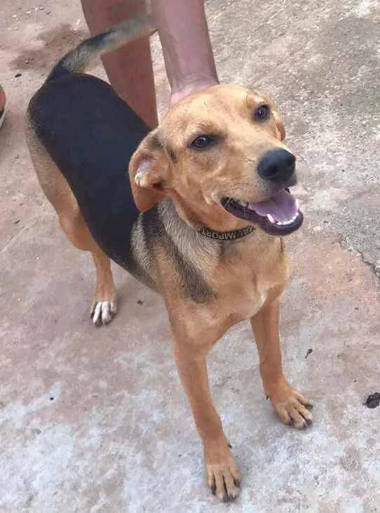 Cachorro ra a SRD idade 7 a 11 meses nome Pedrita