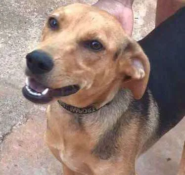 Cachorro ra a SRD idade 7 a 11 meses nome Pedrita