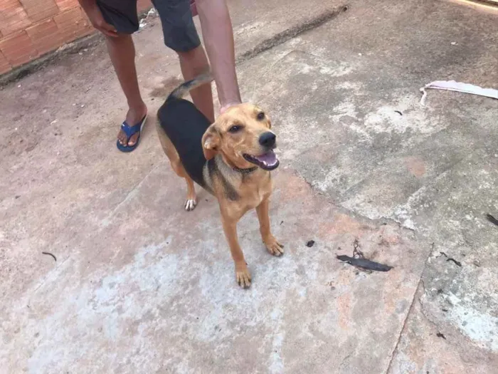 Cachorro ra a SRD idade 7 a 11 meses nome Pedrita