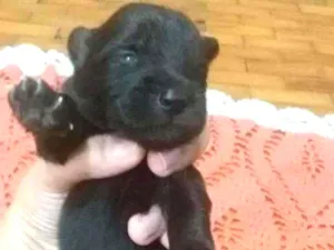 Cachorro raça Vira Lata- SRD idade Abaixo de 2 meses nome Sem nome