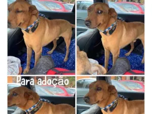 Cachorro raça SRD idade 3 anos nome Aruk