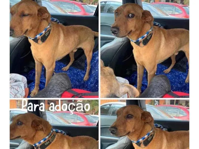 Cachorro ra a SRD idade 3 anos nome Aruk