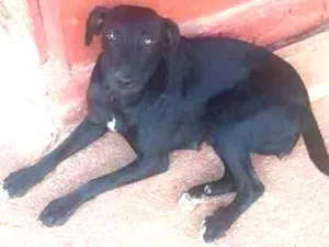 Cachorro raça SRD idade 2 anos nome Jujuba