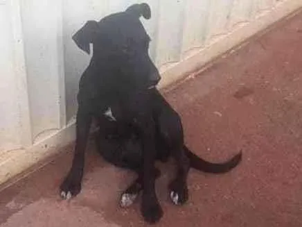 Cachorro ra a SRD idade 2 anos nome Jujuba