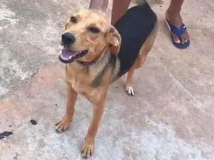 Cachorro raça SRD idade 7 a 11 meses nome Pedrita