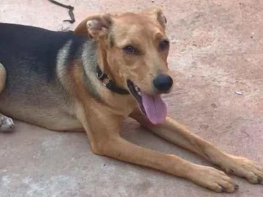 Cachorro ra a SRD idade 7 a 11 meses nome Pedrita