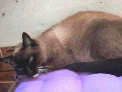 Gato raça Sianeza idade 6 ou mais anos nome Jullly