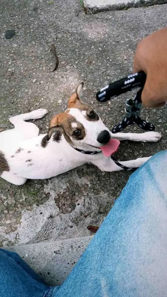 Cachorro ra a Indefinida  idade 7 a 11 meses nome Taz