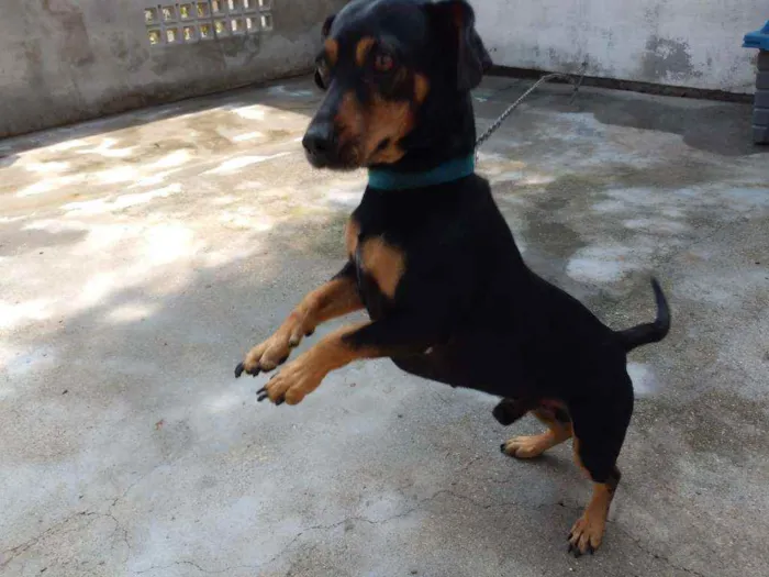 Cachorro ra a Sem Raça idade 4 anos nome Ramon