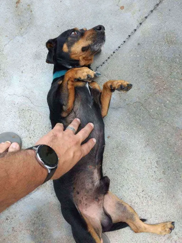 Cachorro ra a Sem Raça idade 4 anos nome Ramon