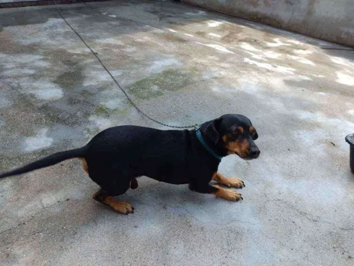 Cachorro ra a Sem Raça idade 4 anos nome Ramon