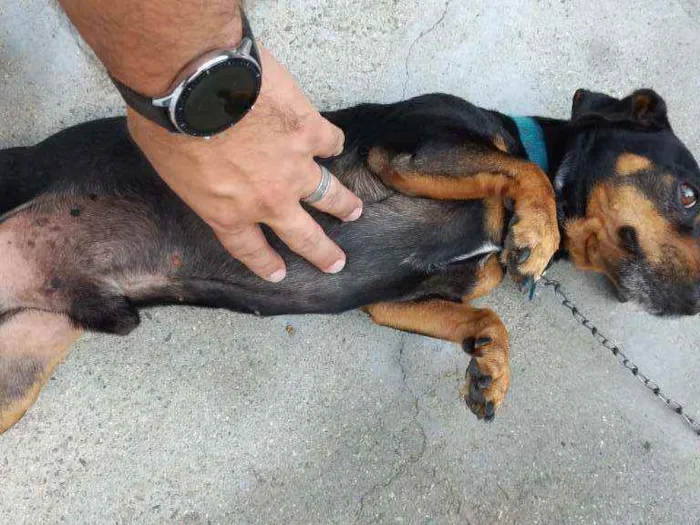 Cachorro ra a Sem Raça idade 4 anos nome Ramon