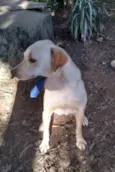 Branquelo