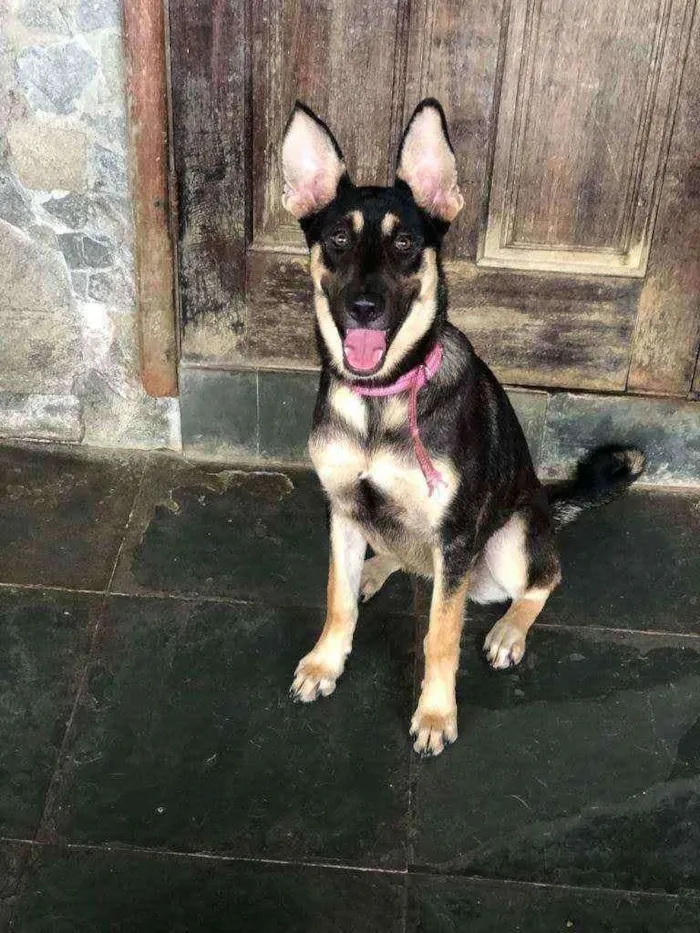 Cachorro ra a Srd idade  nome Bella