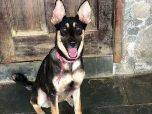 Cachorro raça Srd idade  nome Bella