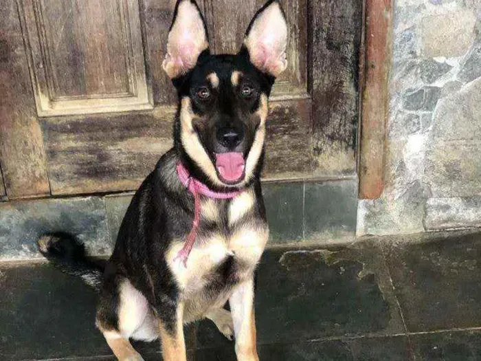 Cachorro ra a Srd idade  nome Bella