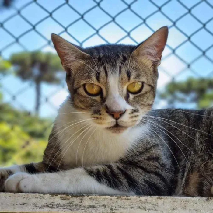Gato ra a srd idade 1 ano nome JIU e JITSU