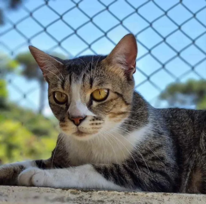 Gato ra a srd idade 1 ano nome JIU e JITSU