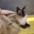 JIU e JITSU