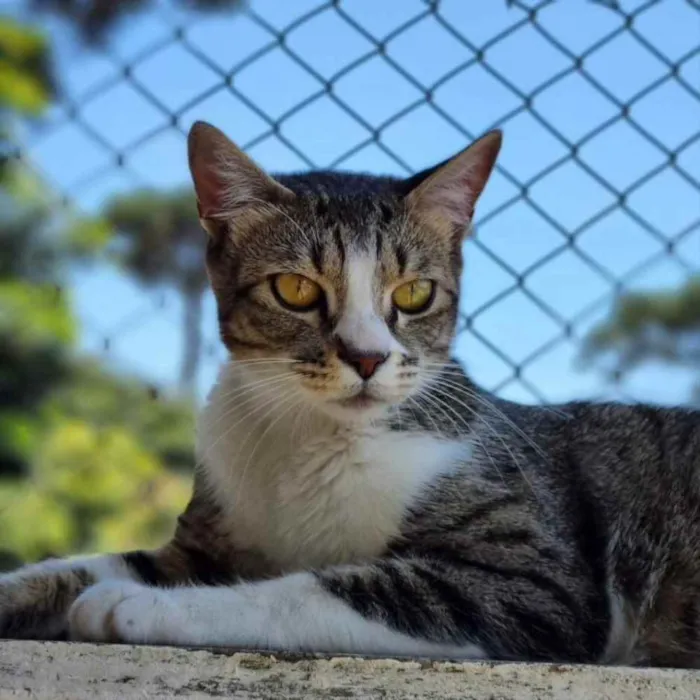 Gato ra a srd idade 1 ano nome JIU e JITSU