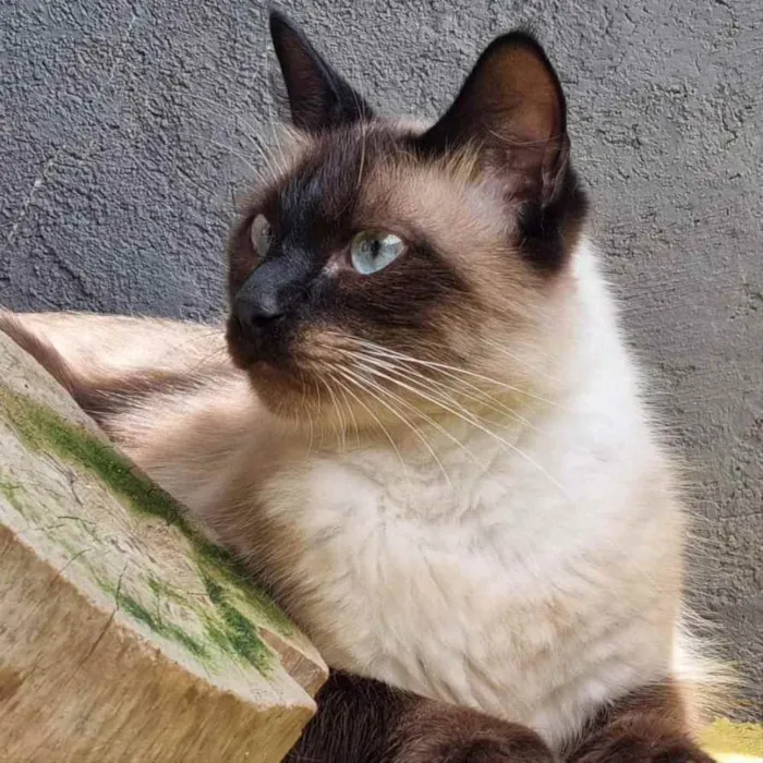 Gato ra a srd idade 1 ano nome JIU e JITSU