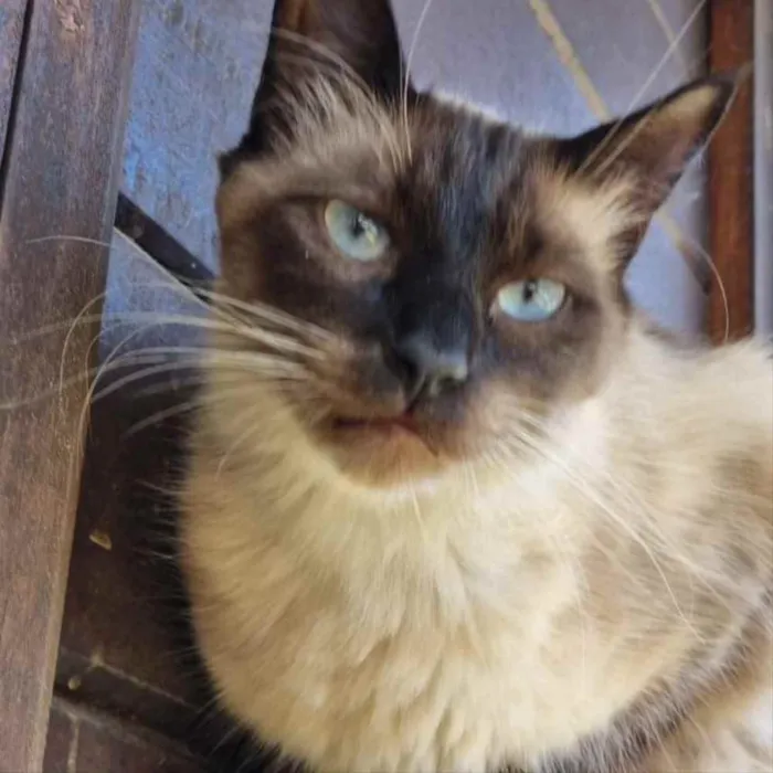 Gato ra a srd idade 1 ano nome JIU e JITSU