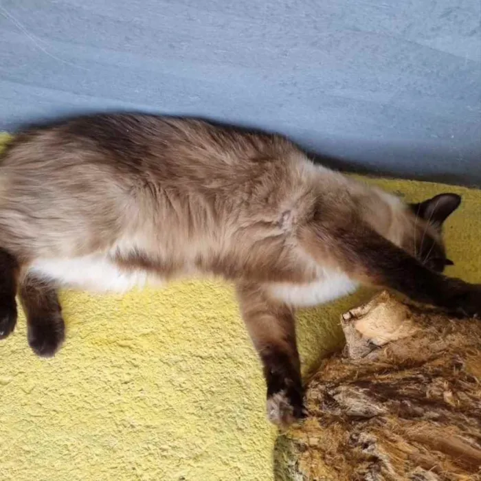 Gato ra a srd idade 1 ano nome JIU e JITSU