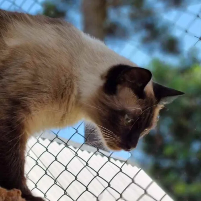 Gato ra a srd idade 1 ano nome JIU e JITSU