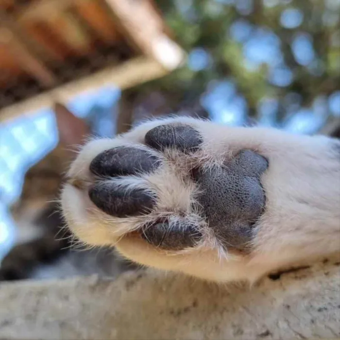 Gato ra a srd idade 1 ano nome JIU e JITSU