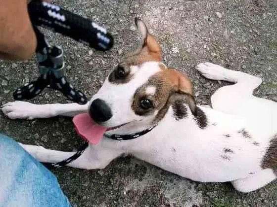 Cachorro ra a Indefinida  idade 7 a 11 meses nome Taz